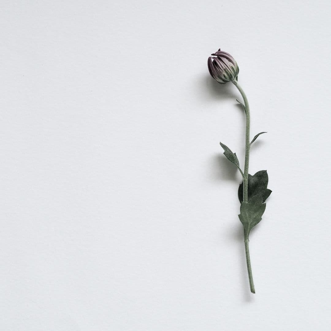 A picture of a single rose beatuful and simple